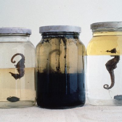 cabecadagua17